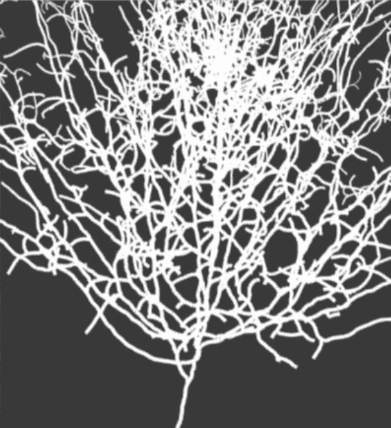 "3D Fractal Trees" code example